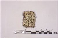 藏品(大孢衣屬)的圖片